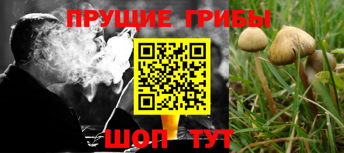 Галлюциногенные грибы Psilocybine cubensis Богородск